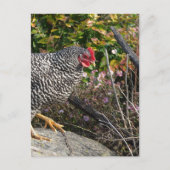 Barred Rock Hen Postkarte (Vorderseite)