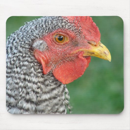 Barred Rock Mousepad (Vorne)