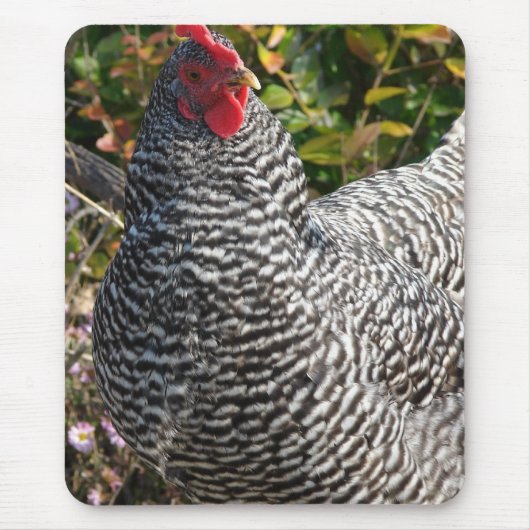 Barred Rock Mousepad (Vorne)