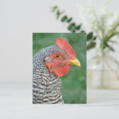 Barred Rock Postkarte (Stehend Vorderseite)