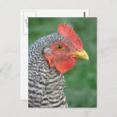 Barred Rock Postkarte (Vorne/Hinten)