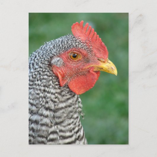 Barred Rock Postkarte (Vorderseite)