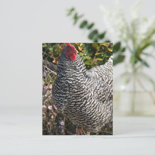 Barred Rock Postkarte (Stehend Vorderseite)