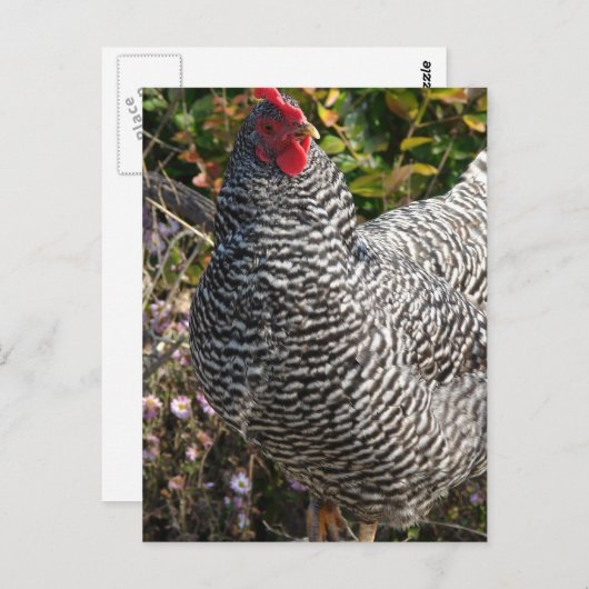 Barred Rock Postkarte (Vorne/Hinten)