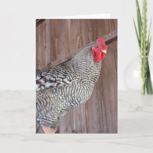 Barred Rock Rooster Karte