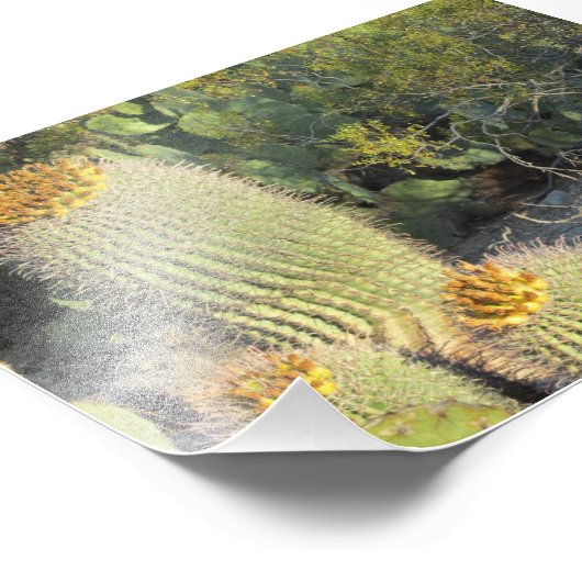 Barrel Cacti Foto Print (Ecke)