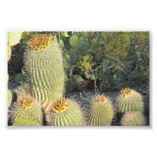 Barrel Cacti Foto Print (Vorne)
