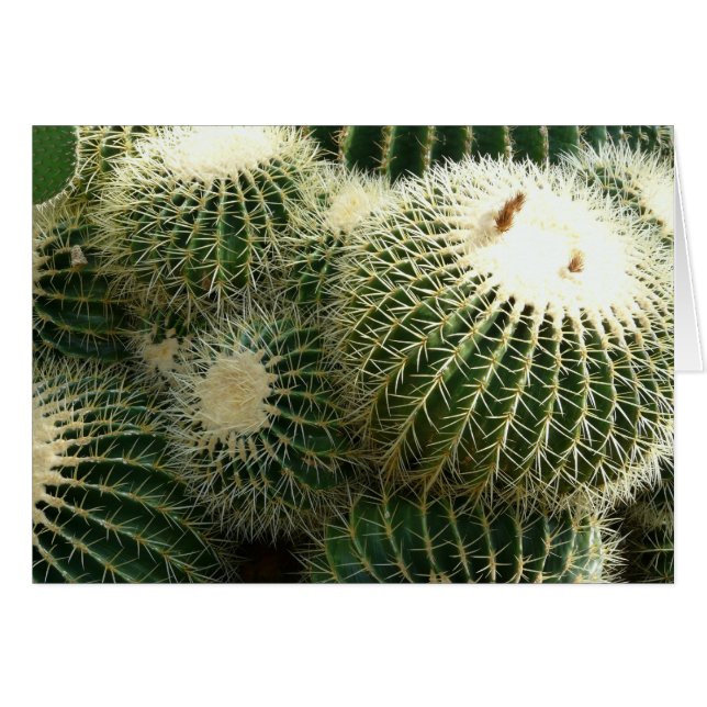 Barrel Cactus Blank Card (Vorderseite (Horizontal))