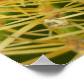 Barrel Cactus Closeup Abstrakt Naturefotografie Poster (Ecke)