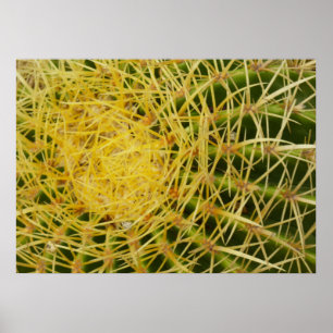 Barrel Cactus Closeup Abstrakt Naturefotografie Poster