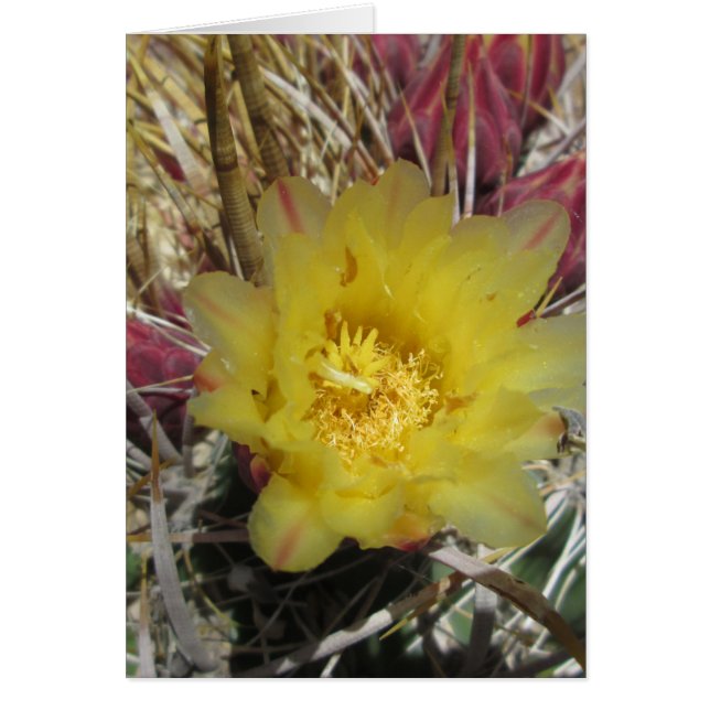 Barrel Cactus Fishaken Yellow (Vorne)