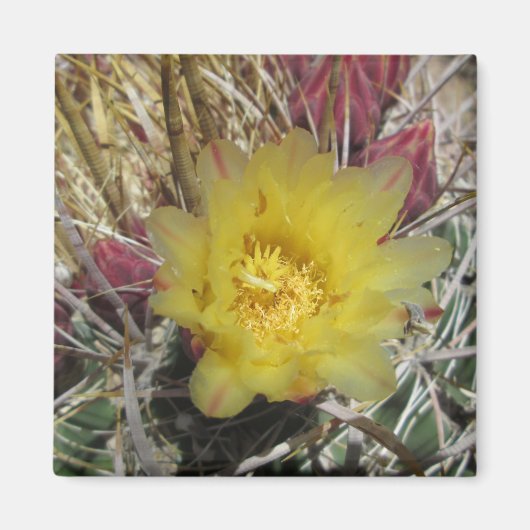 Barrel Cactus Fishaken Yellow Magnet (Vorne)