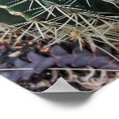 Barrel Cactus Foto Mexico Südwest Cacti Poster (Ecke)