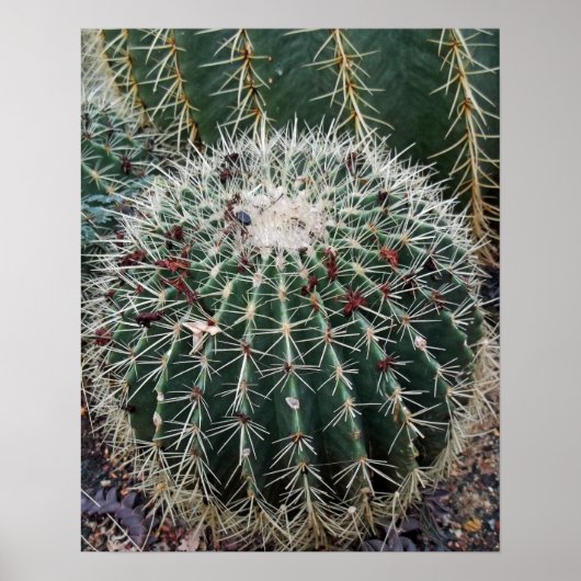 Barrel Cactus Foto Mexico Südwest Cacti Poster (Vorne)