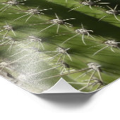 Barrel Cactus I Desert Foto (Ecke)