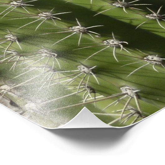 Barrel Cactus I Desert Foto (Ecke)