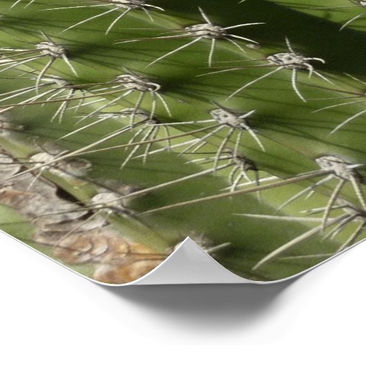 Barrel Cactus I Desert Foto Poster (Ecke)