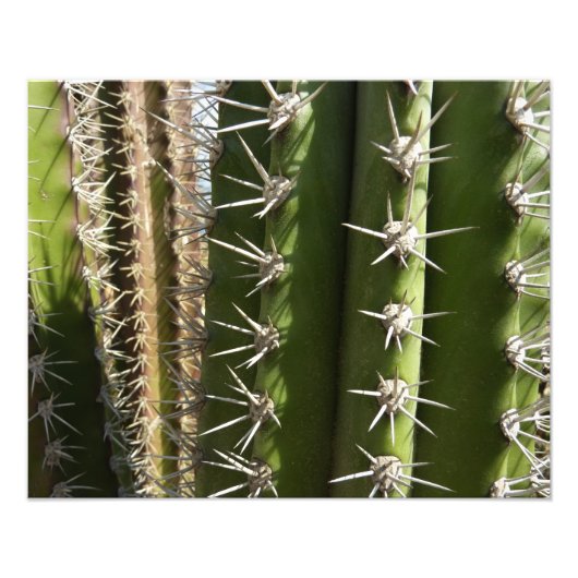 Barrel Cactus II Desert Nature Foto (Vorne)