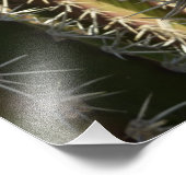 Barrel Cactus II Desert Nature Foto (Ecke)