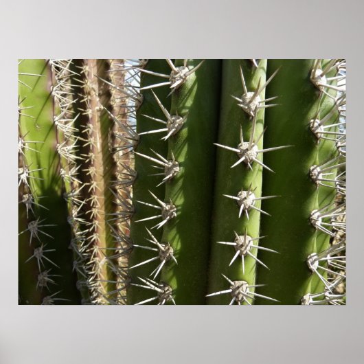Barrel Cactus II Desert Nature Foto Poster (Vorne)