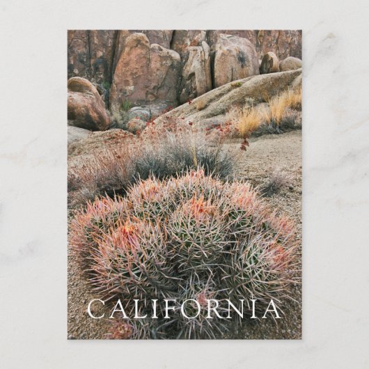 Barrel Cactus in California Postkarte (Vorderseite)
