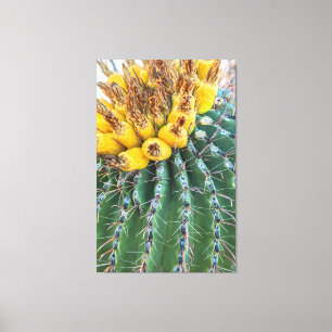 Barrel Cactus Leinwanddruck