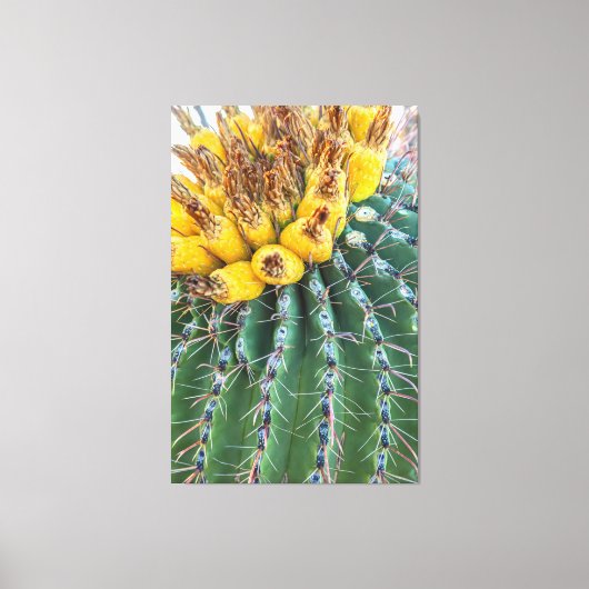 Barrel Cactus Leinwanddruck (Vorderseite)