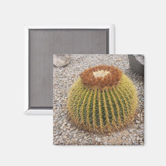 Barrel Cactus Magnet (Vorderseite/Rückseite)