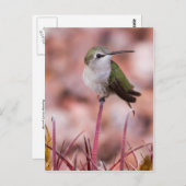 Barrel Cactus Roosting Postkarte (Vorne/Hinten)