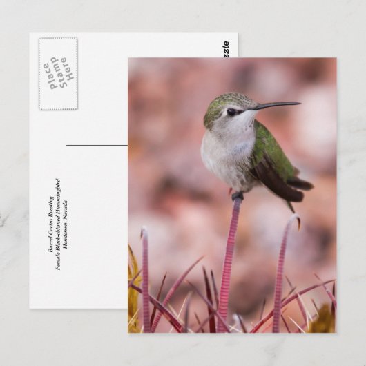 Barrel Cactus Roosting Postkarte (Vorne/Hinten)