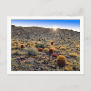 "Barrel Cactus Weck Up Call" Postkarte