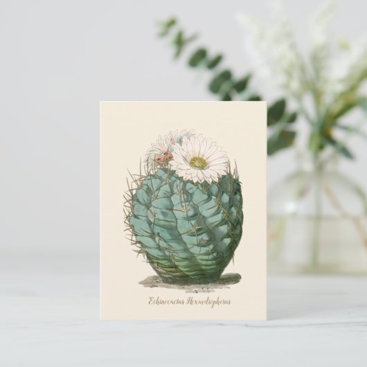 Barrel Cactus White Blume Postkarte (Stehend Vorderseite)