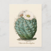 Barrel Cactus White Blume Postkarte (Vorderseite)