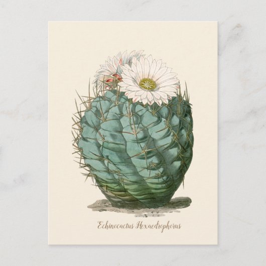 Barrel Cactus White Blume Postkarte (Vorderseite)