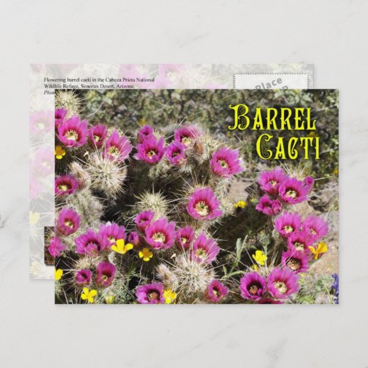 Barrel Kaktus in Blüte, Sonoran-Wüste, Arizona Postkarte (Vorne/Hinten)
