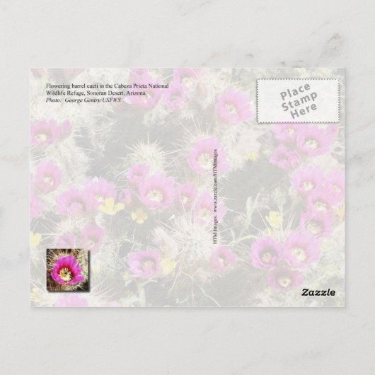 Barrel Kaktus in Blüte, Sonoran-Wüste, Arizona Postkarte (Rückseite)