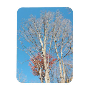 Barren Trees Magnet