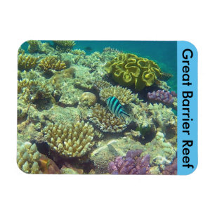 Barrierekoralle Magnet