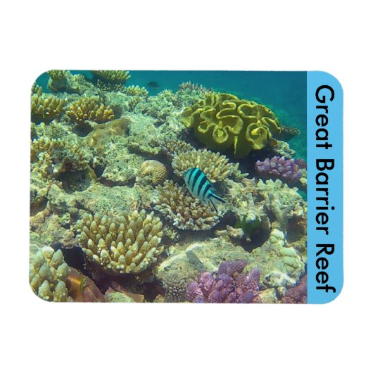 Barrierekoralle Magnet (Horizontal)