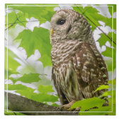 Barriereprofil Fliese (Vorderseite)