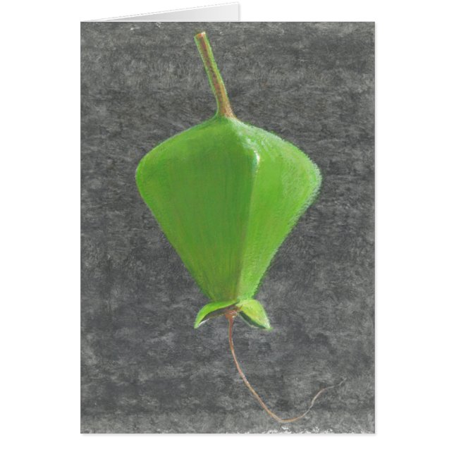 Barringtonia Acutangula (Vorne)