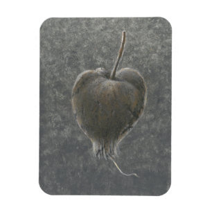 Barringtonia Acutangula 2 Magnet