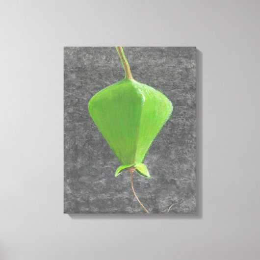 Barringtonia Acutangula Leinwanddruck (Vorderseite)