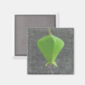 Barringtonia Acutangula Magnet (Vorderseite/Rückseite)