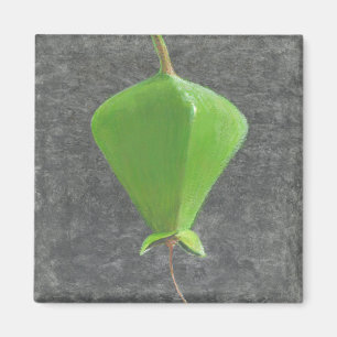 Barringtonia Acutangula Magnet