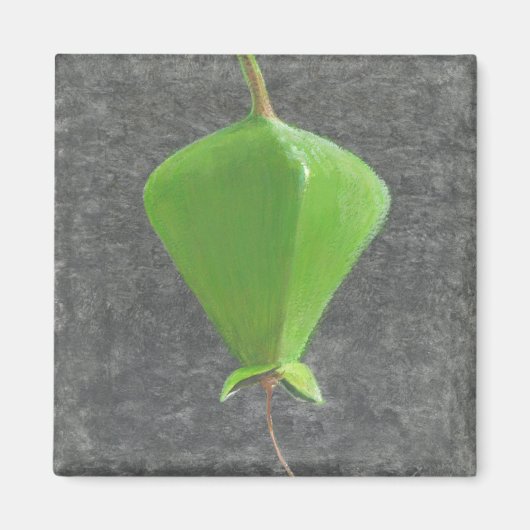 Barringtonia Acutangula Magnet (Vorne)