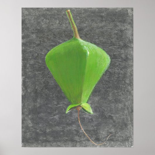 Barringtonia Acutangula Poster (Vorne)