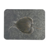 Barringtonie Acutangula 2 Magnet (Horizontal)