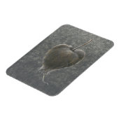 Barringtonie Acutangula 2 Magnet (Linke Seite)