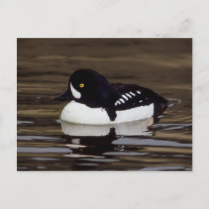 Barrows Goldeneye Wildlife Series # 16 Postcard Postkarte